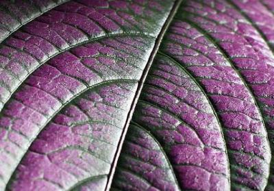 野性的呼唤经典语录(实用40句)