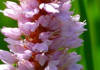 霸道总裁语录经典语录(推荐60句)