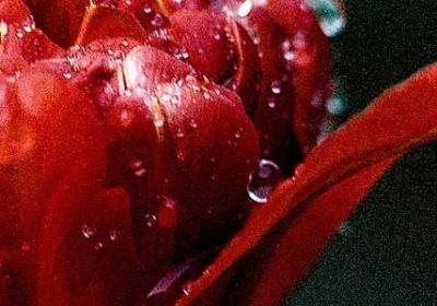 酒的经典语录(实用40句)