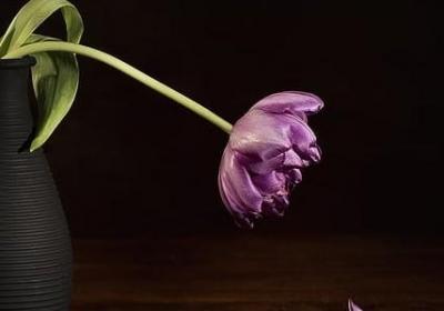 阴阳师经典语录(推荐40句)