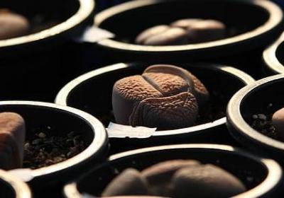 阳明心学经典语录(精选60句)