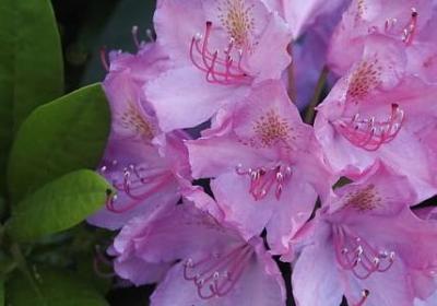 陌上花开的经典语录(共70句) 陌上花开的经典语录(共70句)