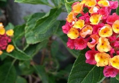 霹雳经典语录(优选80句) 霹雳经典语录(优选80句)