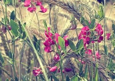 边城经典语录(共14句) 边城经典语录(共14句)