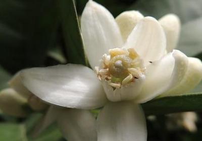 陆小凤传奇经典语录(合集90句) 陆小凤传奇经典语录(合集90句)