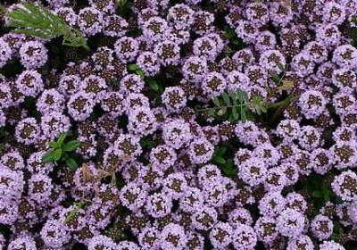 还珠格格经典语录(合集48句) 还珠格格经典语录(合集48句)