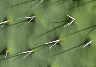 遮天的经典语录(共40句) 遮天的经典语录(共40句)