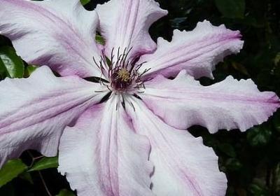 音乐的经典语录(合集40句) 音乐的经典语录(合集40句)