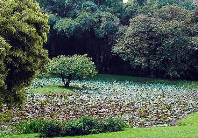 香蜜沉沉烬如霜经典语录(实用50句)