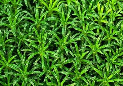 钓鱼诗句经典语录(共40句)