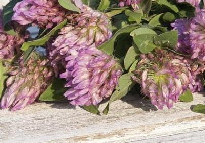 杨绛励志名言(必备60句)