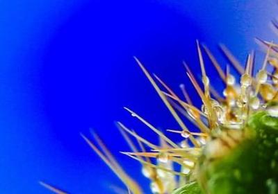 海伦凯勒的励志故事(热门10句)