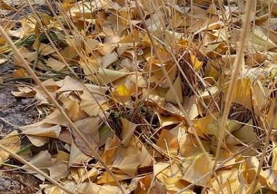 梦想励志短句(必备80句)