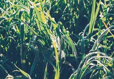 波哥励志(汇总70句)