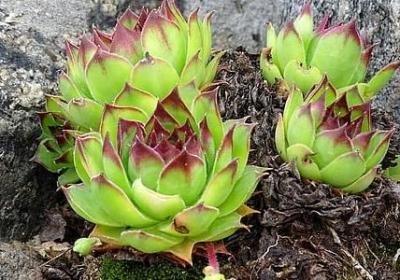 清新励志图片(推荐60句)