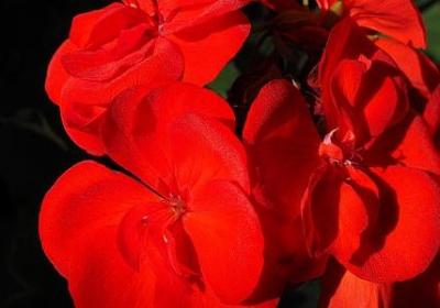 演讲稿高中生青春励志(精选11句)