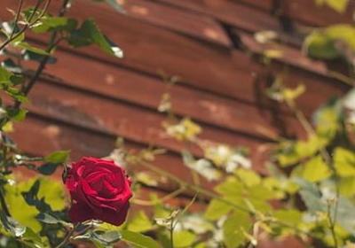 激励励志的句子(共60句)