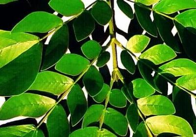 狼行千里的励志名言(精选50句)