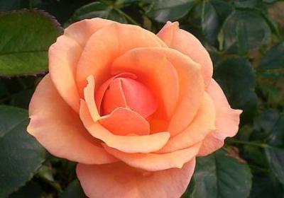 男士励志微信头像(通用40句)