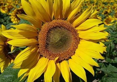 独立女生的励志语录(热门50句)