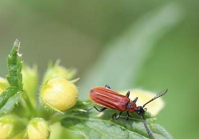 生活与花的励志句子(共10句)
