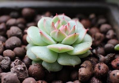 残疾人励志作文(推荐5句)