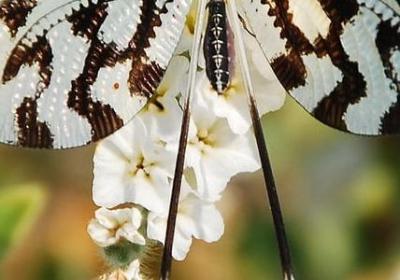 武汉励志中学(10句) 武汉励志中学(10句)