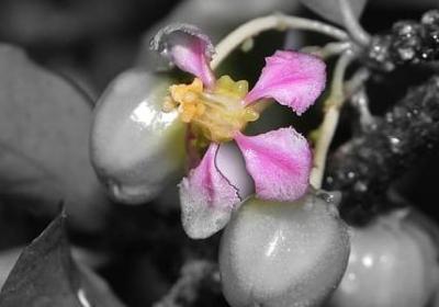 竹子的生长过程励志(推荐10句) 竹子的生长过程励志(推荐10句)