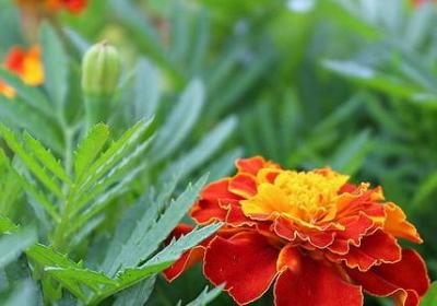 研究生有国家励志奖学金吗(通用6句) 研究生有国家励志奖学金吗(通用6句)