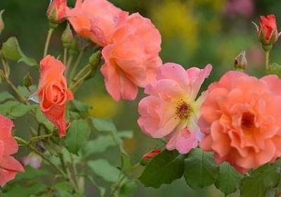 网名励志女生简单气质(共80句) 网名励志女生简单气质(共80句)