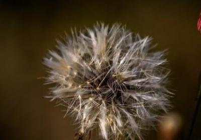 花开不败高考励志文章(必备10句) 花开不败高考励志文章(必备10句)