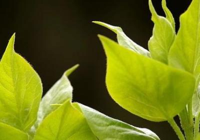 老鹰的励志故事(必备40句) 老鹰的励志故事(必备40句)