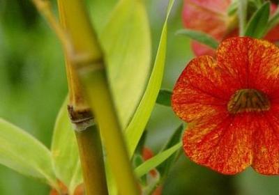 绿色励志壁纸(推荐60句) 绿色励志壁纸(推荐60句)