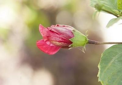 篮球励志名言(汇总70句) 篮球励志名言(汇总70句)