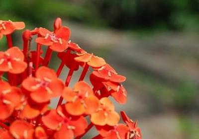 舞蹈生励志语录(40句)