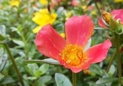 苏轼名句励志(实用67句)