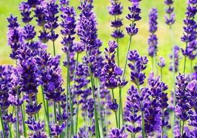 科比励志视频(通用71句)