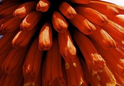 竹子的励志句子(汇总10句) 竹子的励志句子(汇总10句)