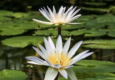 羊皮卷中最励志的句子(热门80句) 羊皮卷中最励志的句子(热门80句)