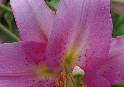 美句摘抄大全励志(共70句) 美句摘抄大全励志(共70句)