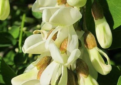 苏轼励志故事(通用7句) 苏轼励志故事(通用7句)