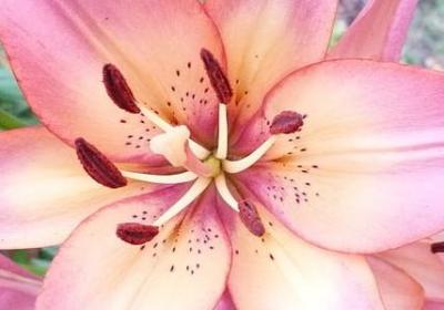 科比励志演讲(优选40句) 科比励志演讲(优选40句)