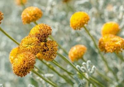 祭祖祝福语(通用75句)