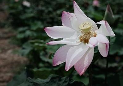 青春励志古诗(40句)