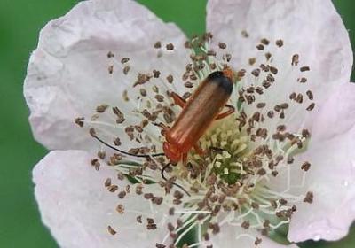 写玉兰花的优美句子(优选50句)