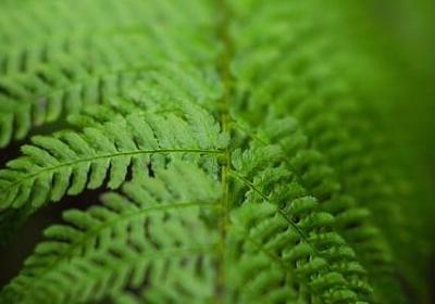 写雾的句子(精选30句)