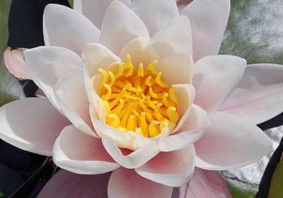 高中生励志(汇总70句)