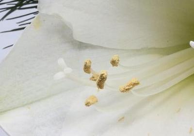 齐白石的励志故事(共10句)
