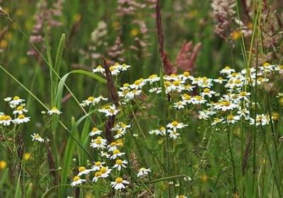 劫后余生的唯美句子(实用50句)