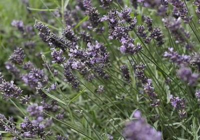 划线句子的作用(精选21句)